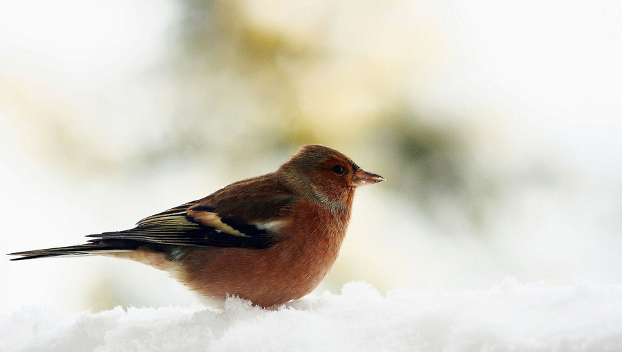 Piepmatz im Schneetreiben