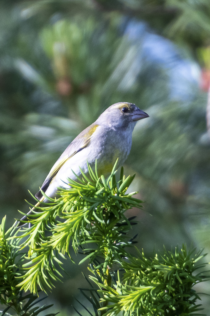 Piepmatz zu Besuch ...