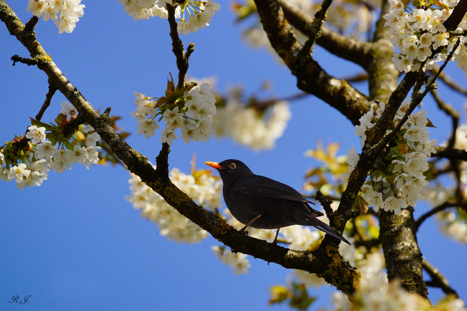 Piepmaz in der Kirschenblüte