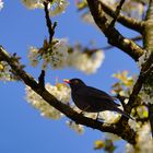 Piepmaz in der Kirschenblüte