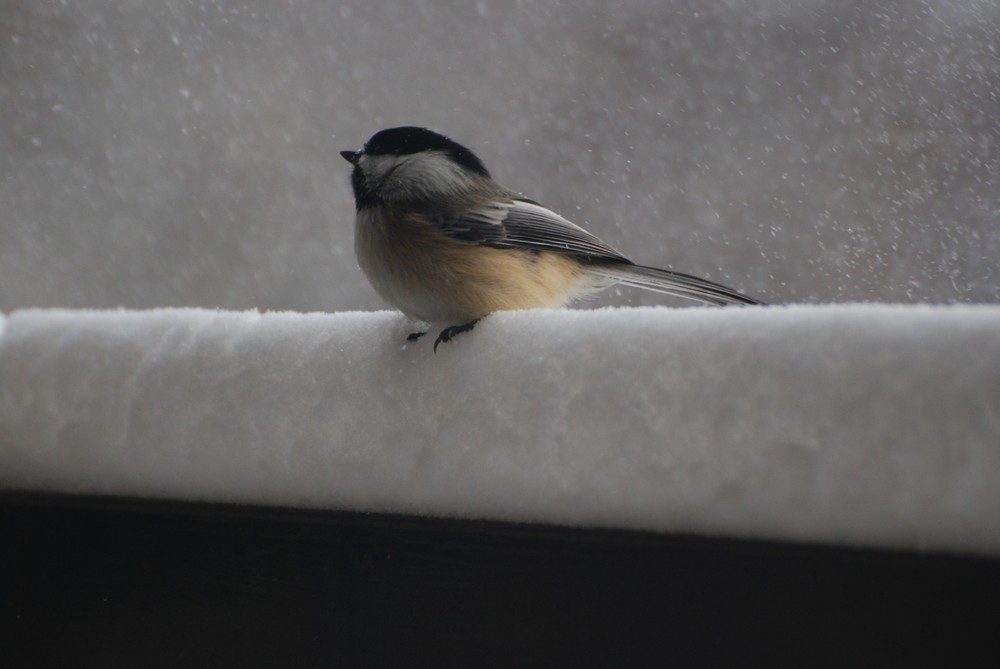 Pieps kommt zum Fruehstueck