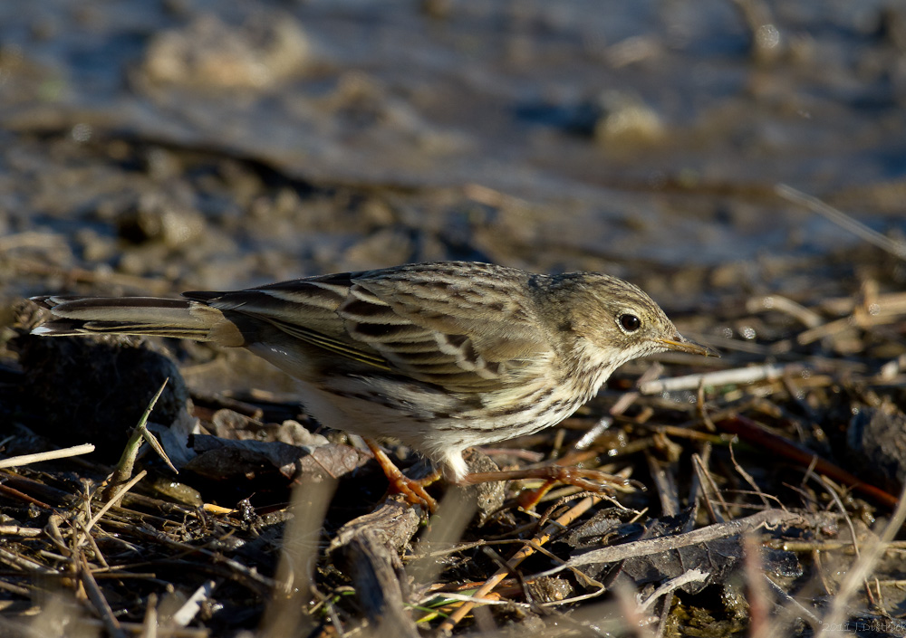 Piep(s)er in der Wiese