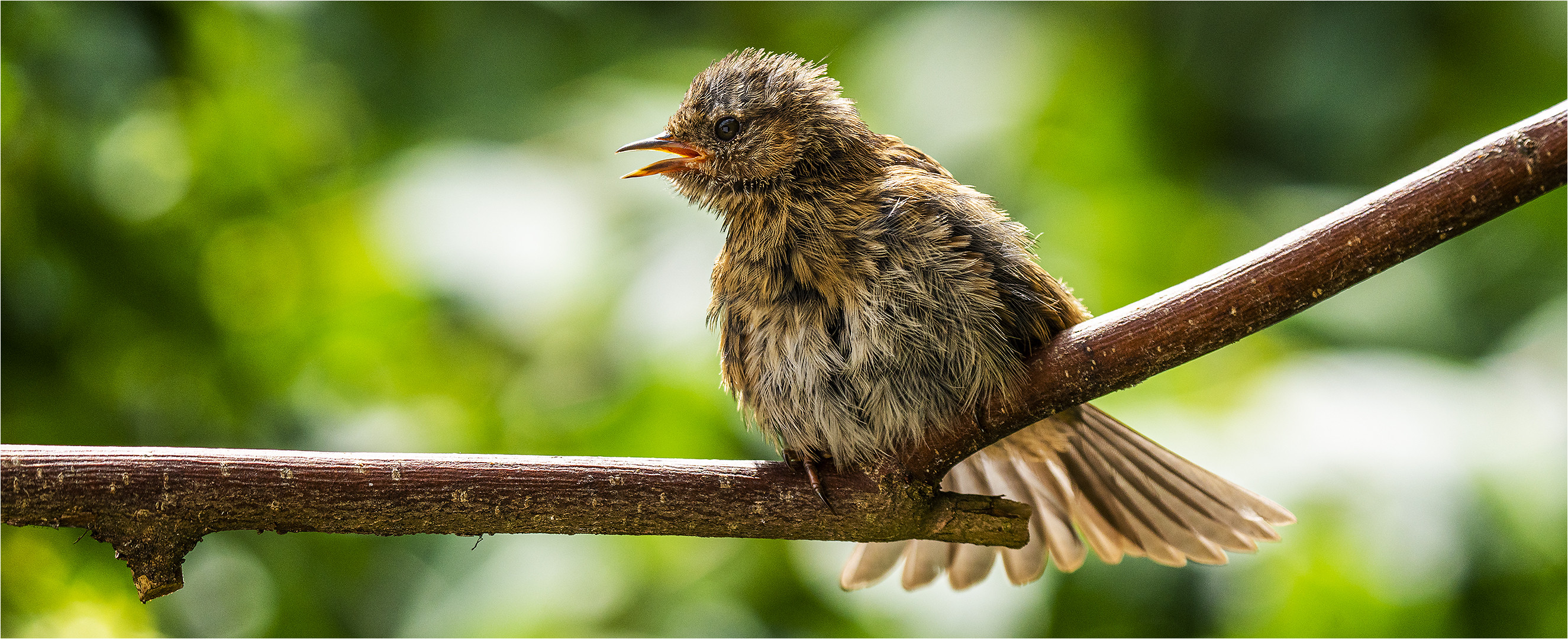 … Piepst sie noch oder singt sie schon …