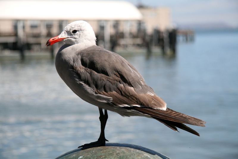 Pier 39