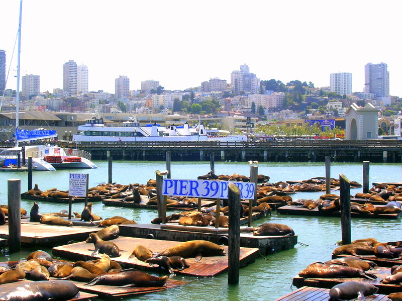 pier 39