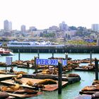 pier 39