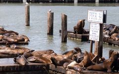 Pier 39