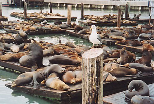  Pier 39