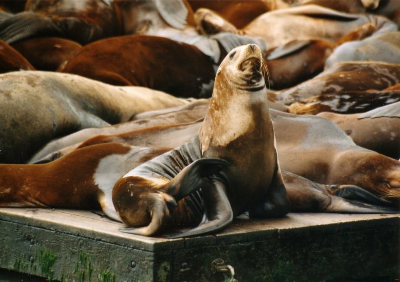 Pier 39