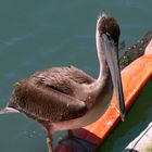 Pier 39 SF