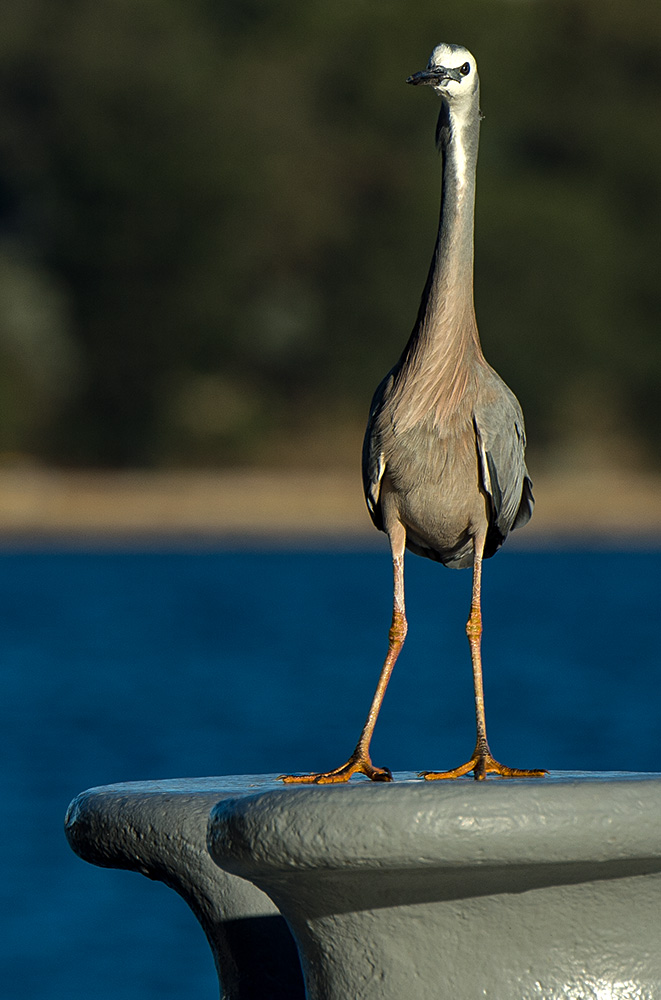 Pier