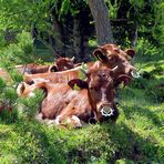 Piercing auf der Seiser Alm