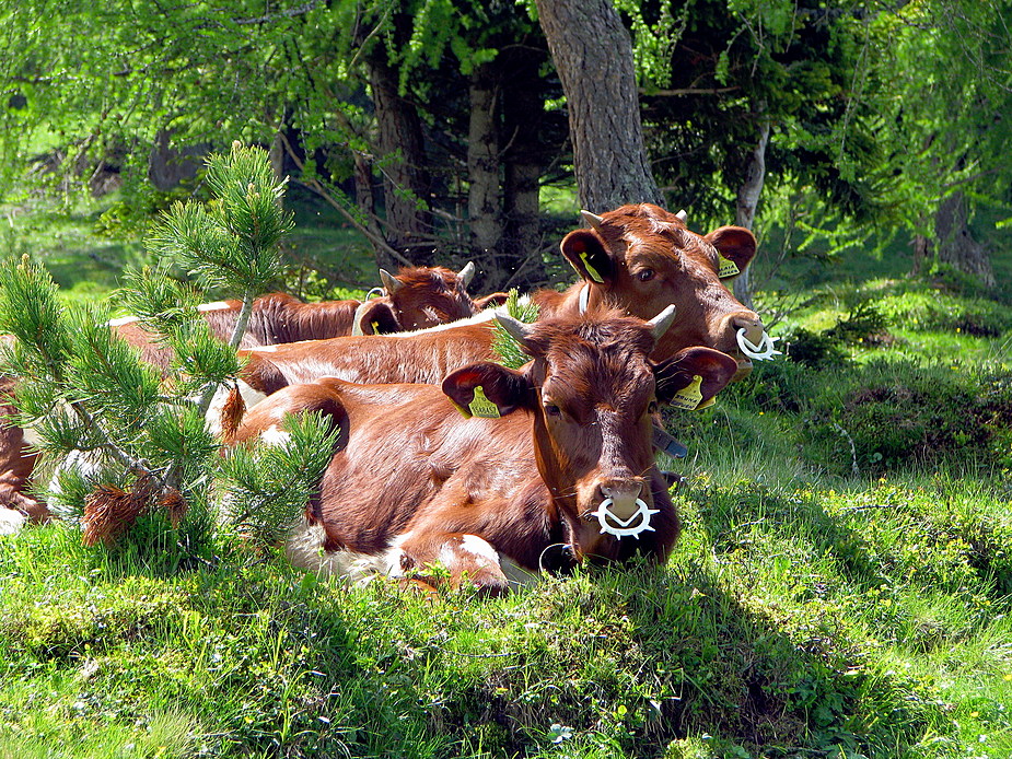 Piercing auf der Seiser Alm