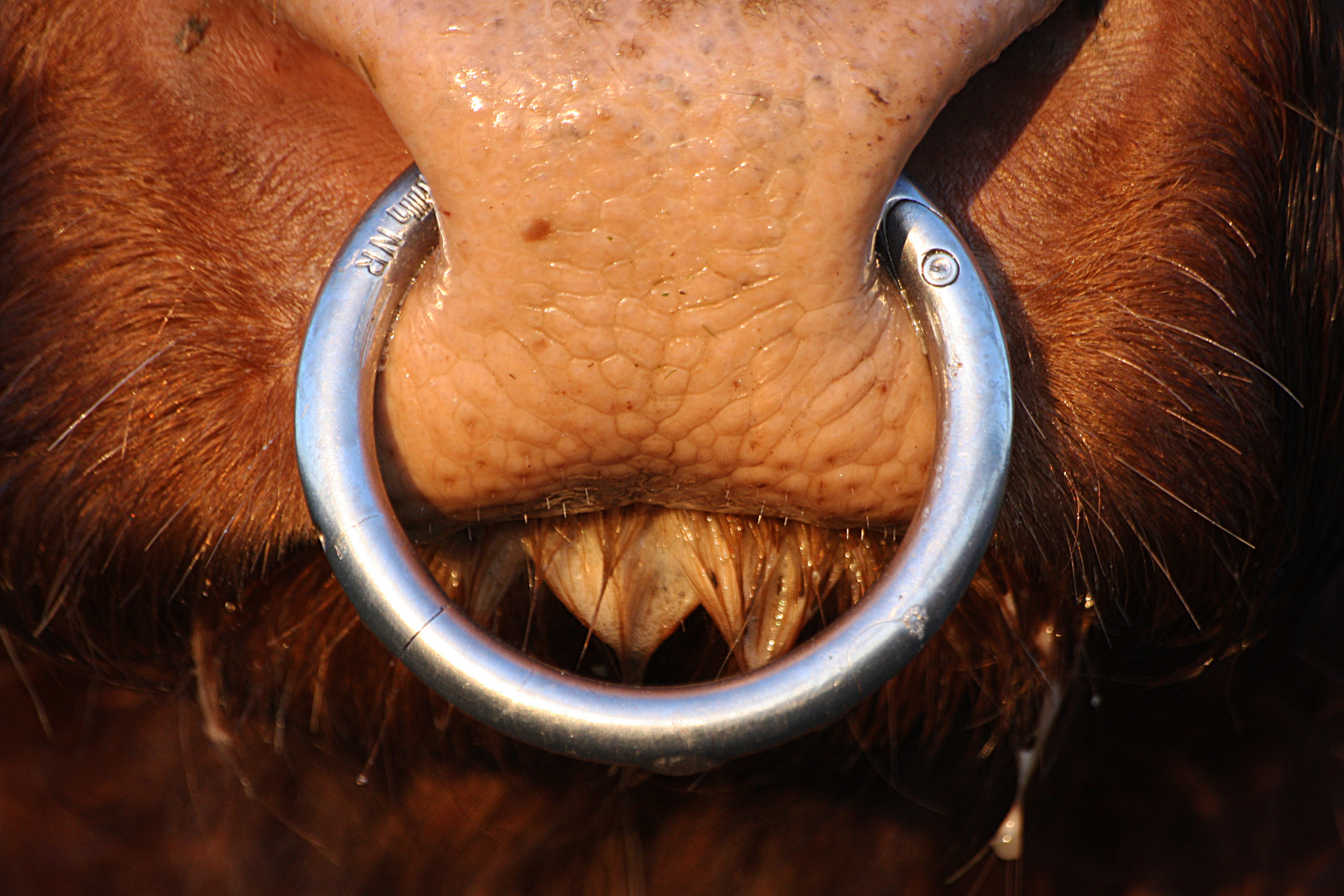 piercing macht schön