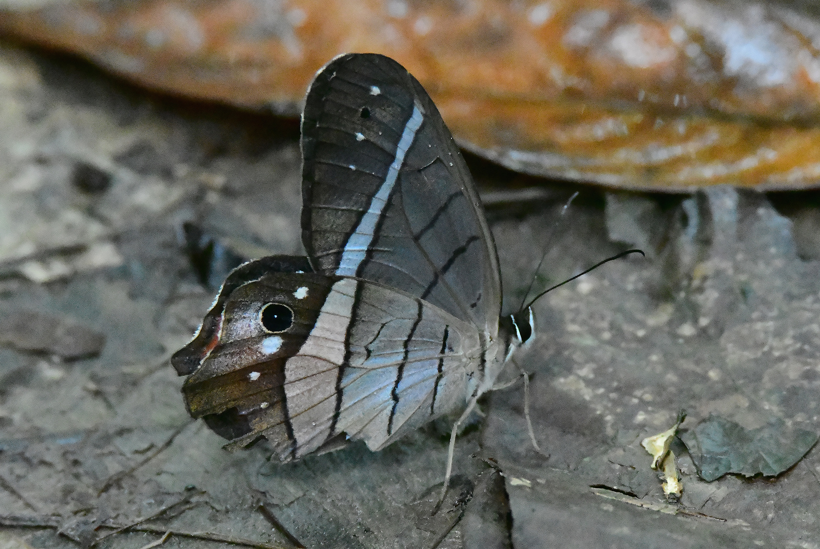 Pierella helvina