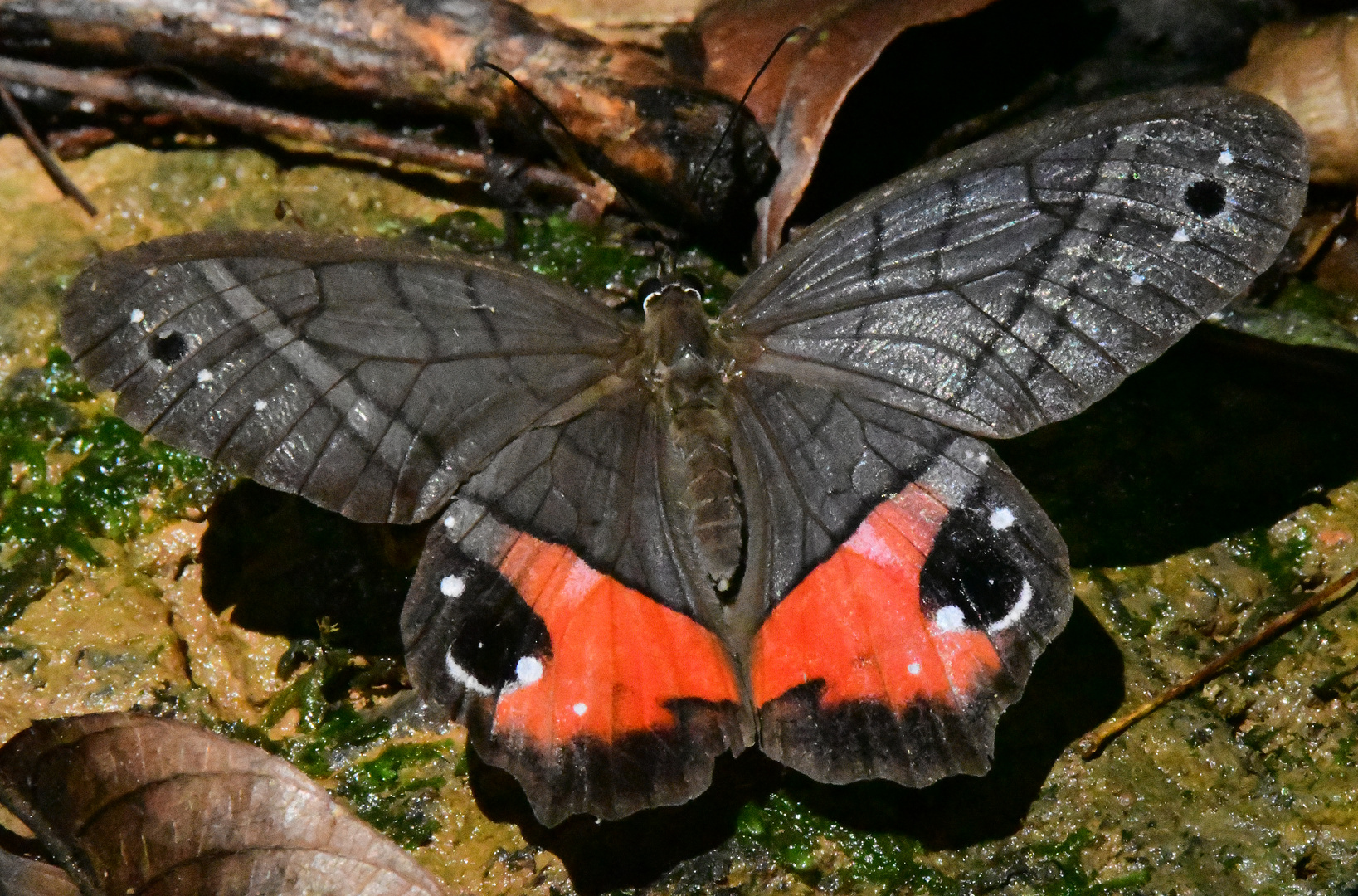 Pierella helvina 