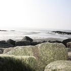 Pieren stechen am Wattenmeer in Terschelling