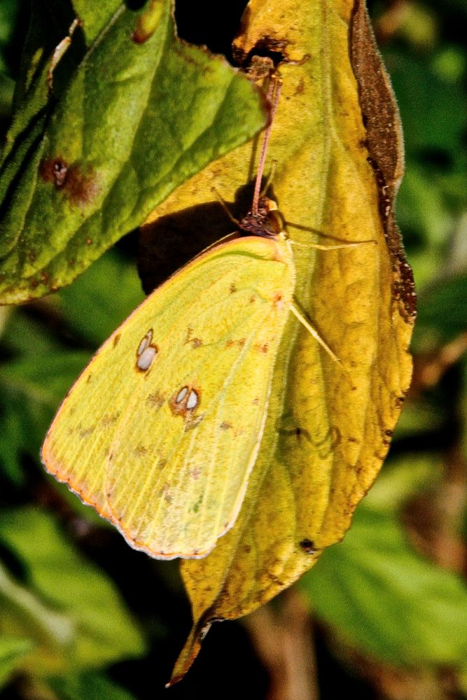 Pieridae, Coliadinae, Phoebis sennae marcelina, Cloudless Sulphur