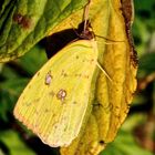 Pieridae, Coliadinae, Phoebis sennae marcelina, Cloudless Sulphur