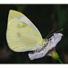 Pieridae,  Pieris rapae (Linnaeus, 1758)