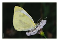 Pieridae,  Pieris rapae (Linnaeus, 1758)