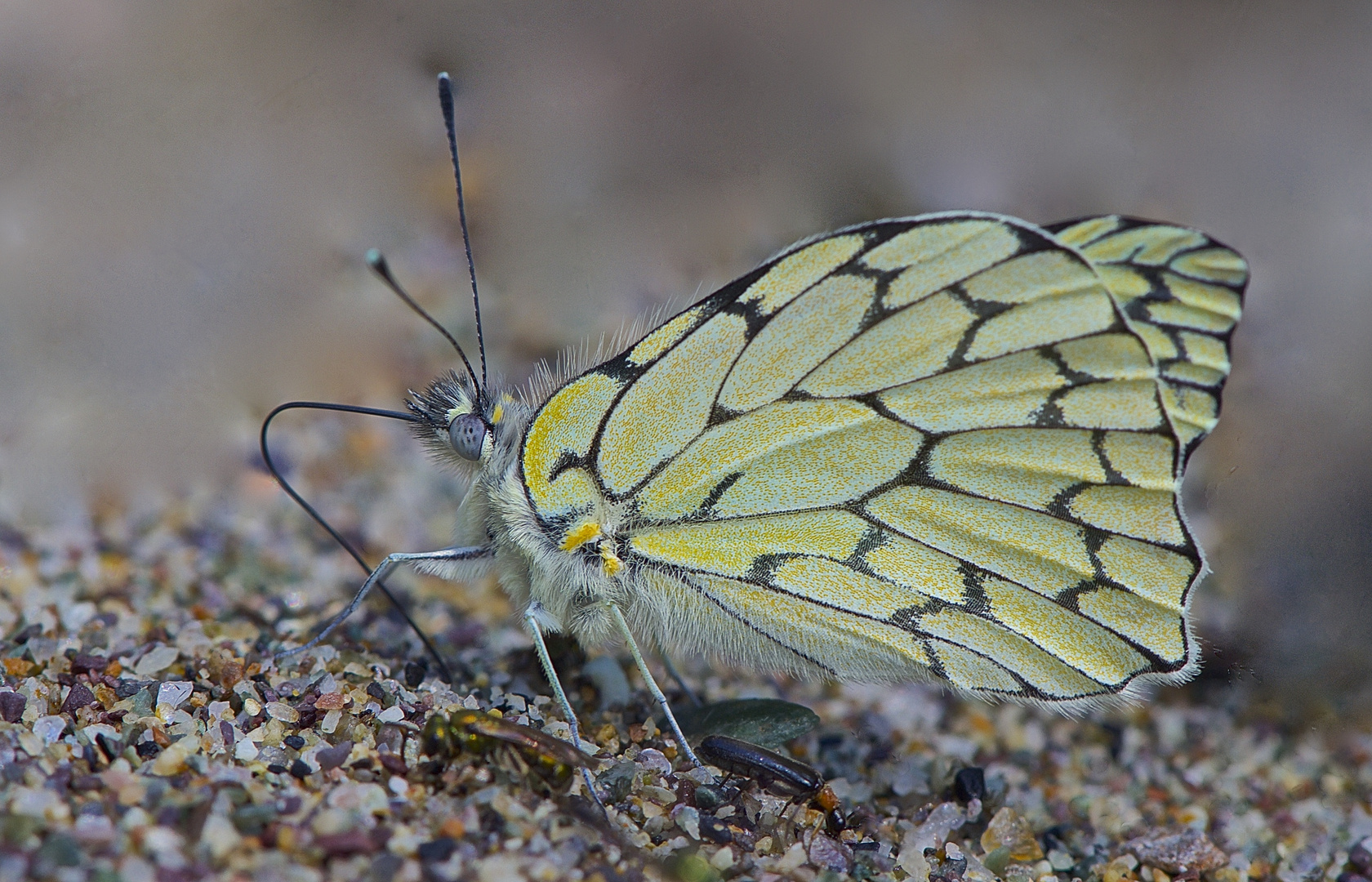 Pieridae sp. aus dem Bergregenwald von Peru