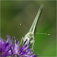 Piéride du chou