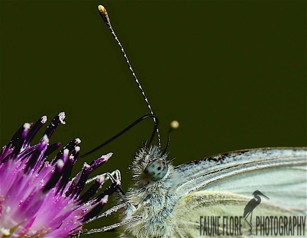 Piéride du chou (Pieris brassicae)