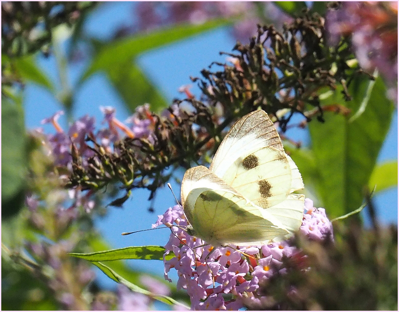 Piéride du chou sur arbre à papillons