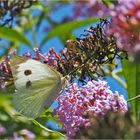 Piéride du chou sur buddleia