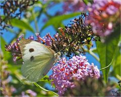 Piéride du chou sur buddleia