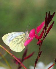 Piéride du navet sur fleur de gaura