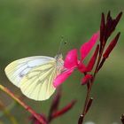 Piéride du navet sur fleur de gaura