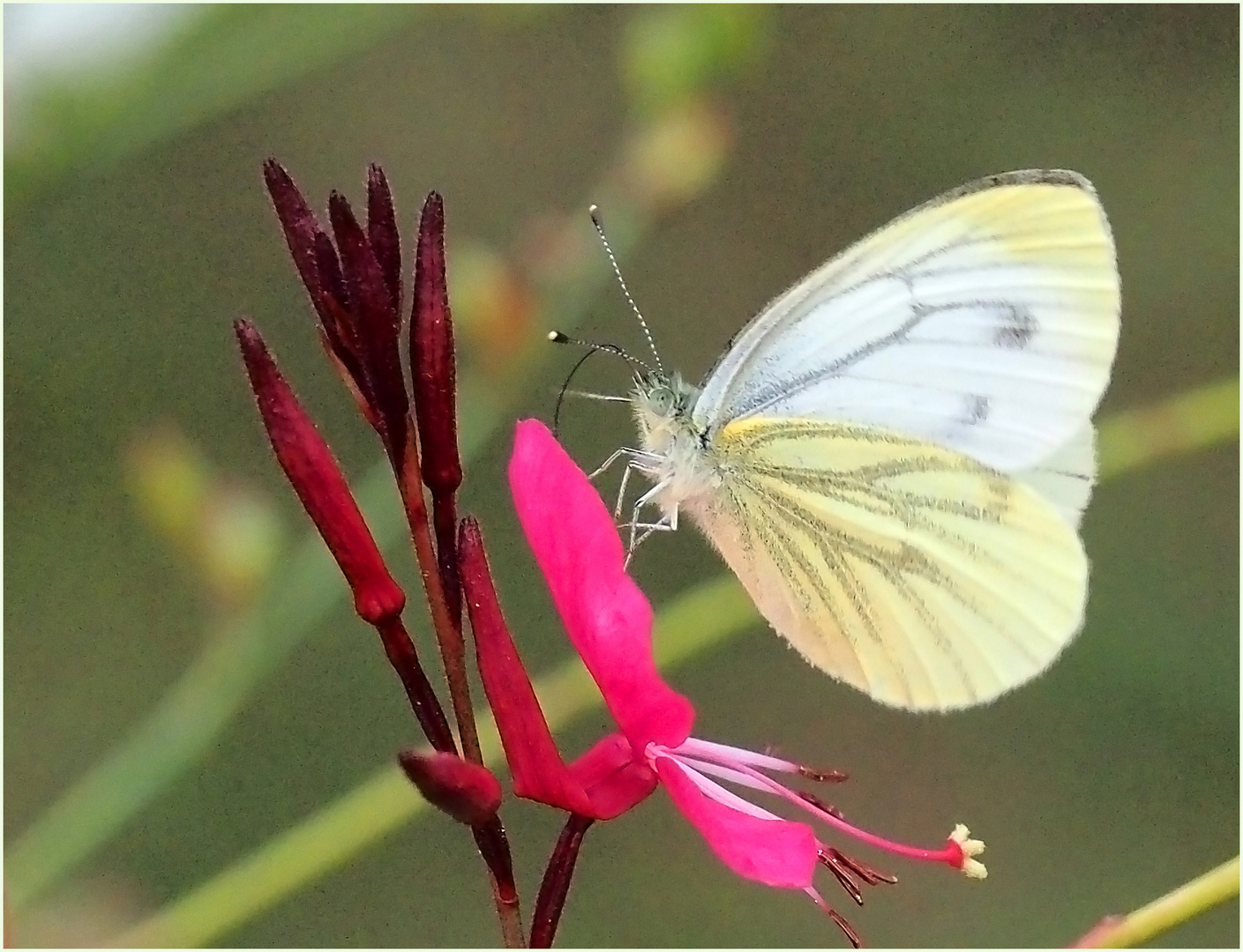 Piéride du navet sur fleur de gaura