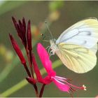 Piéride du navet sur fleur de gaura