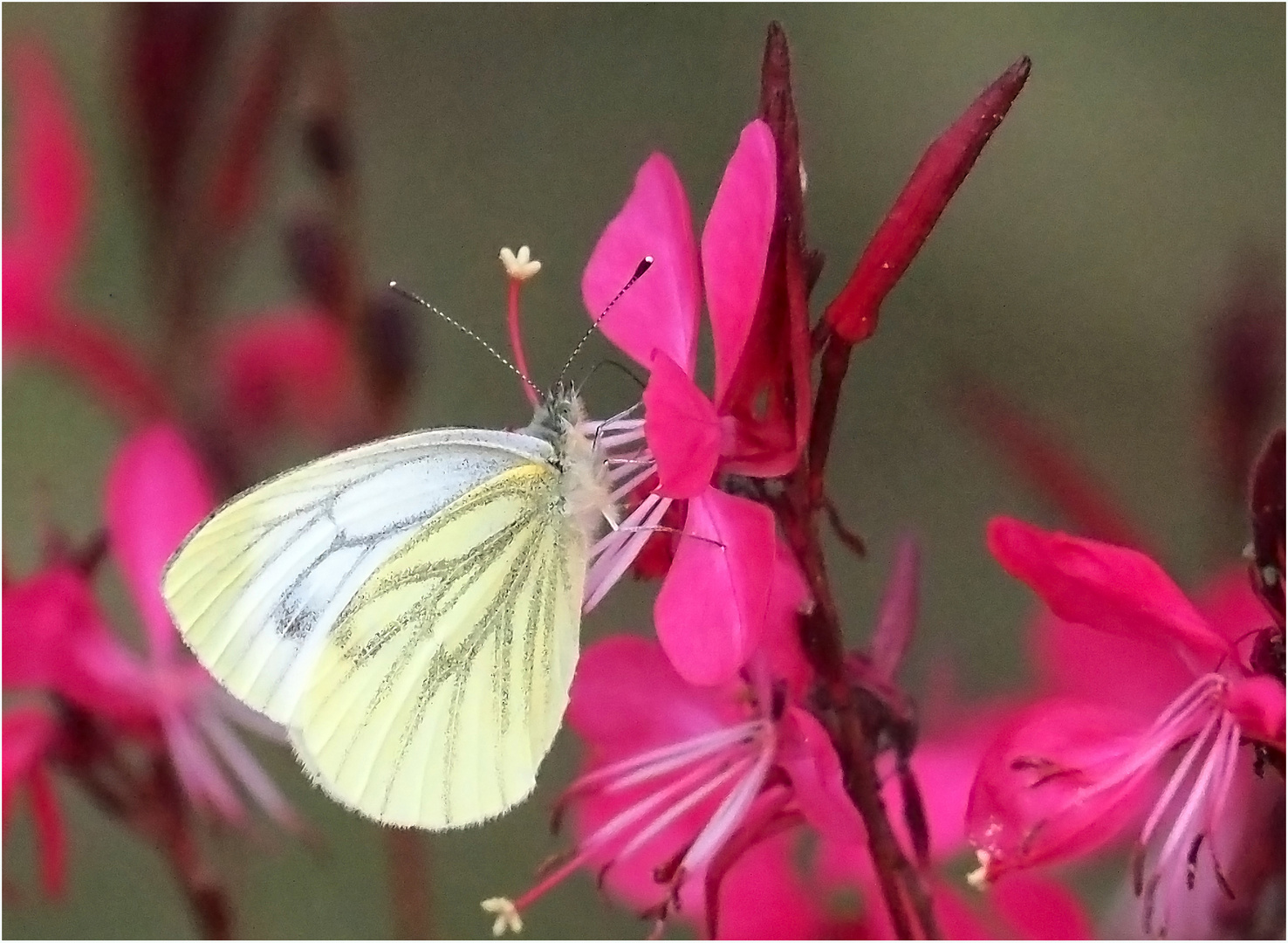 Piéride du navet sur fleurs de gaura