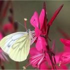 Piéride du navet sur fleurs de gaura