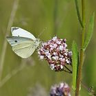 Piéride sur une fleur de marjolaine