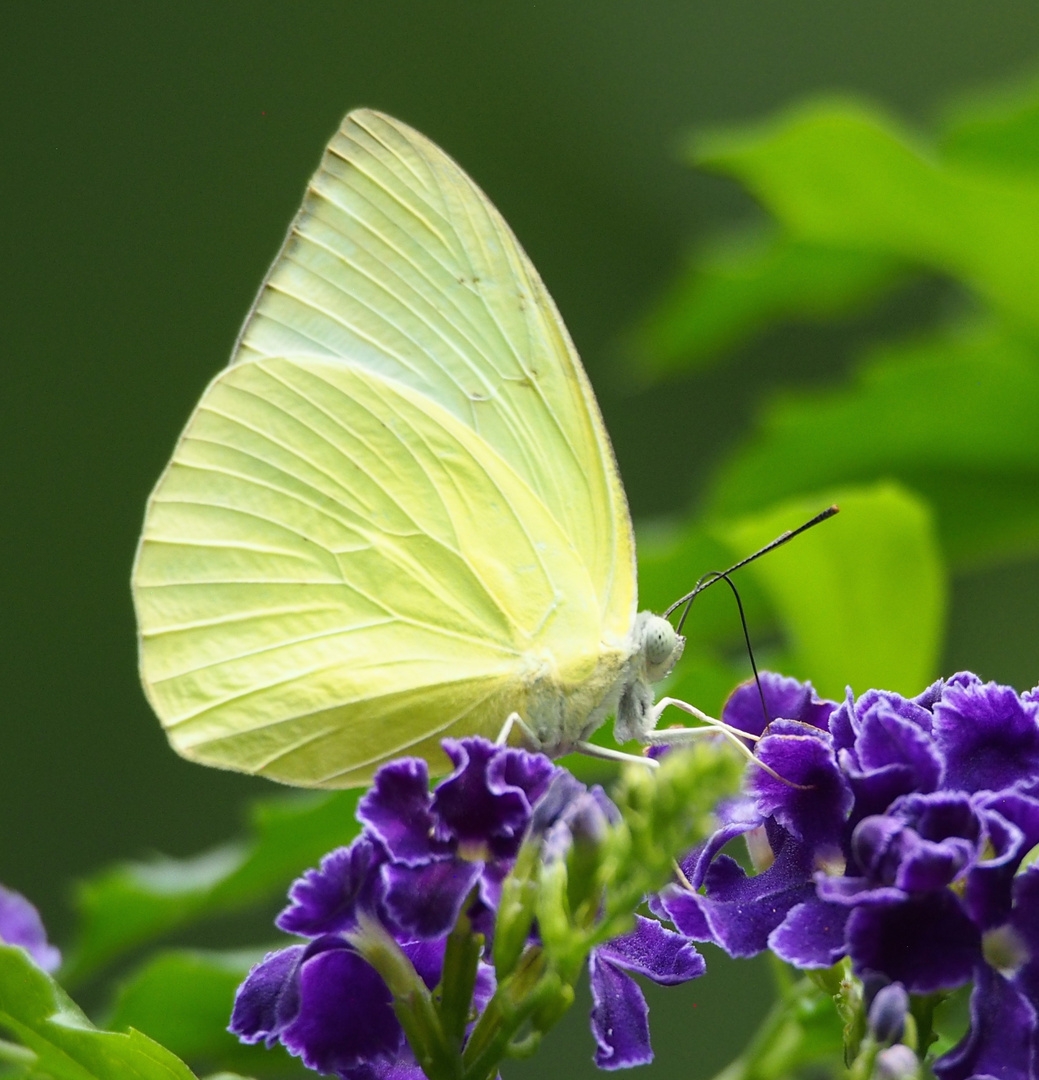 PIERIDES SP. II Foto & Bild tiere, wildlife, schmetterlinge Bilder