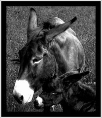 Pierina e la mamma