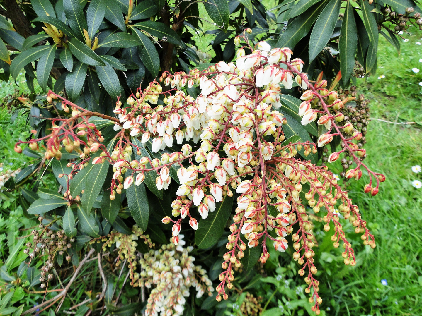 Pieris...