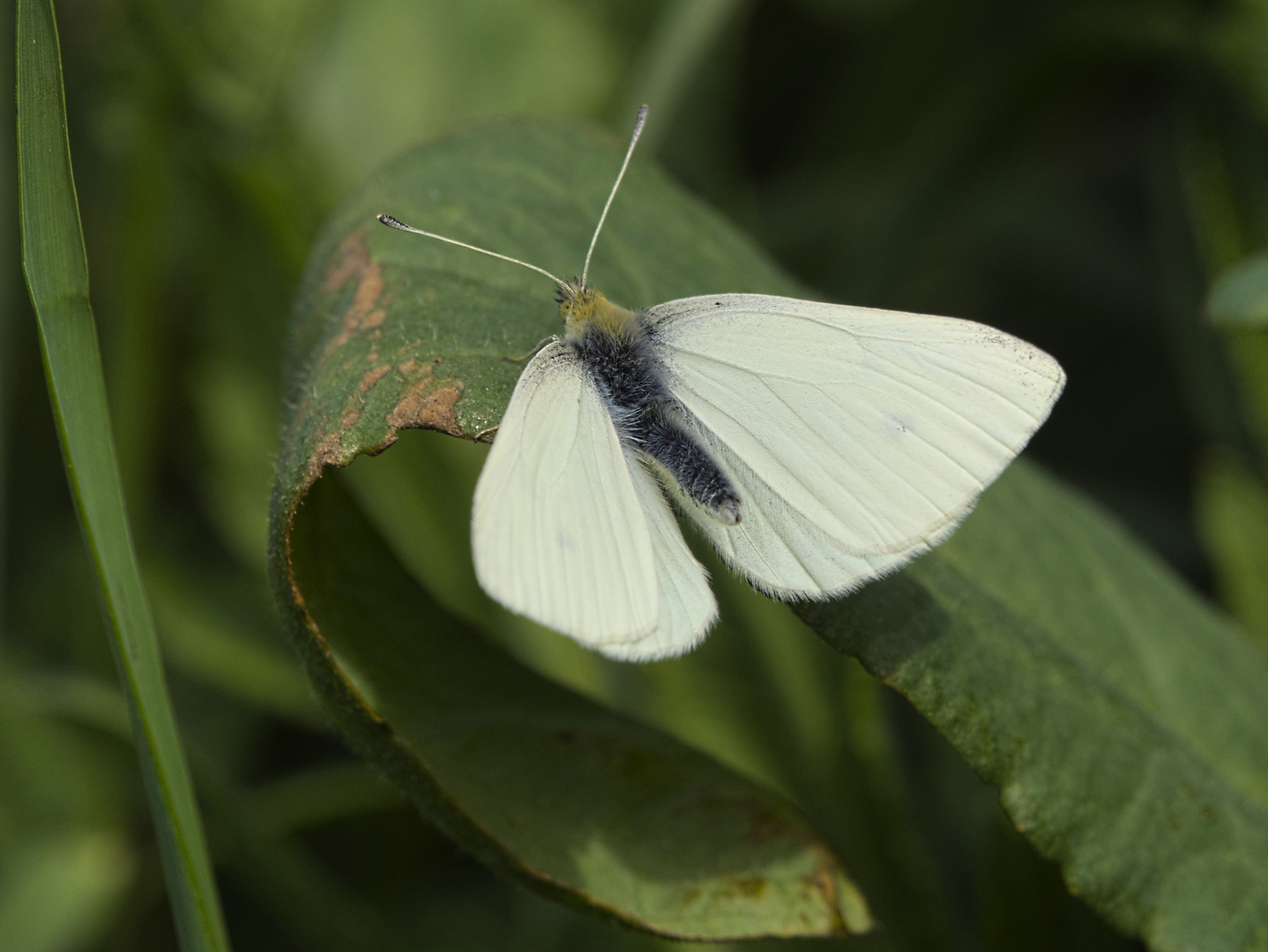 Pieris