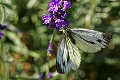 Pieris brassicae