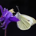 Pieris brassicae