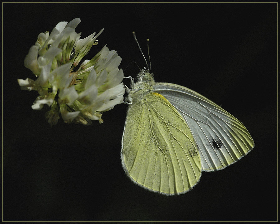 Pieris brassicae