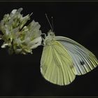 Pieris brassicae