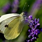 Pieris brassicae .