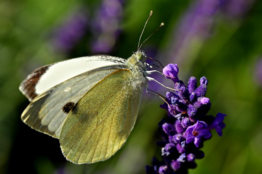 Pieris brassicae .