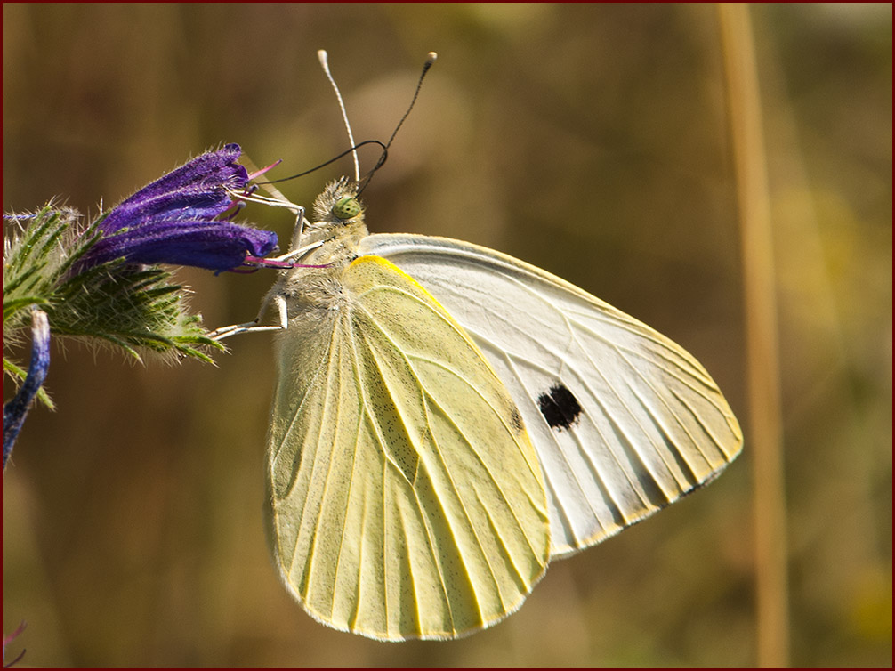 Pieris brassicae