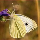 Pieris brassicae